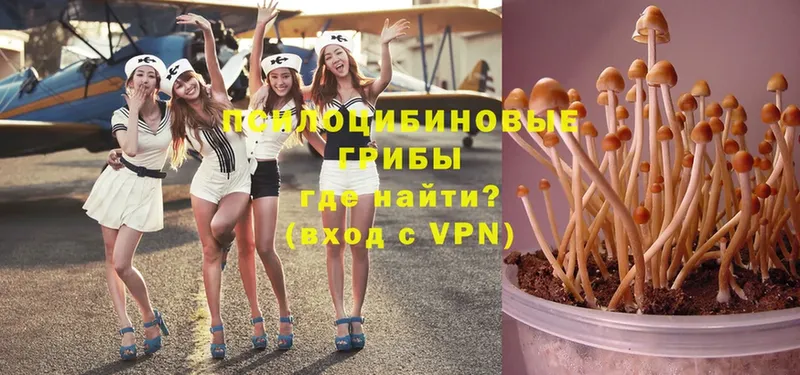 как найти   Чистополь  Галлюциногенные грибы Psilocybe 